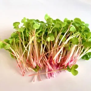 Microverde Rabanete Kiran 50g