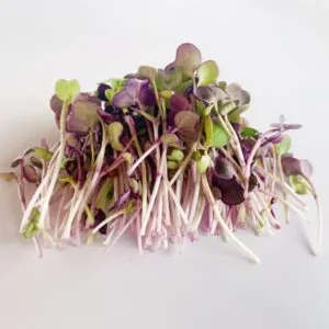 Microverde Rabanete Roxo 50g